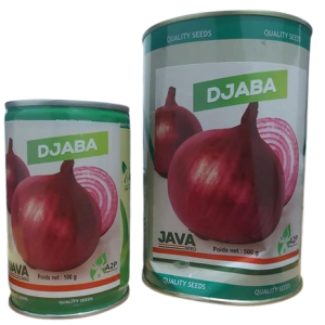 Semence d&rsquo;OIGNON DJABA 100 gr