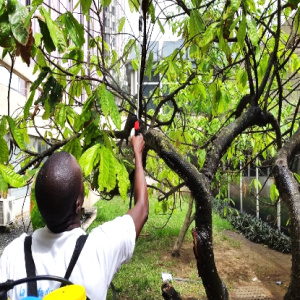 Engrais foliaire et racinaire 100% Bio BIODEPOSIT ELIXIR 12 ml – Cacao