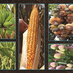 Engrais foliaire et racinaire 100% Bio BIODEPOSIT ELIXIR 12 ml -Banane plantain, banane douce