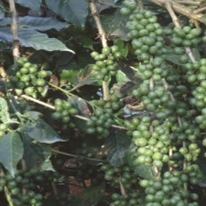 Engrais foliaire et racinaire 100% Bio BIODEPOSIT ELIXIR 12 ml – Café