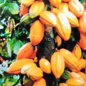 Fongicide granulé CACAOFLA 72 WP 50 gr – Cacao