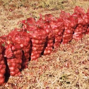 OIGNON Marocain 25 kg