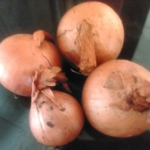 OIGNON Marocain 25 kg