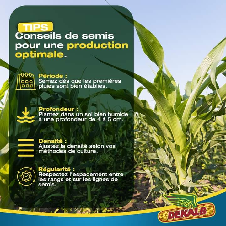 Semence de MAIS HYBRIDE DK777 1 kg