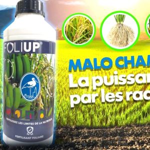 Fertilisant foliaire FOLIUP 1 litre – Banane, riz