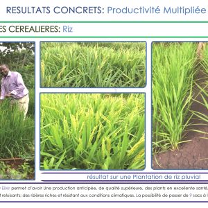 Engrais foliaire et racinaire 100% Bio BIODEPOSIT ELIXIR 12 ml – Tomate