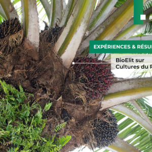 Bio-insecticide liquide BIOELIT 1 litre – Type Palmier à huile