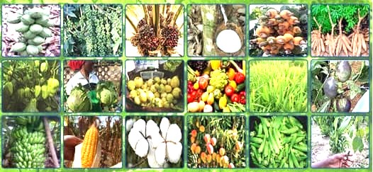 Engrais foliaire et racinaire Bio-organique BIODEPOSIT ELIXIR 12 ml – Toutes les cultures