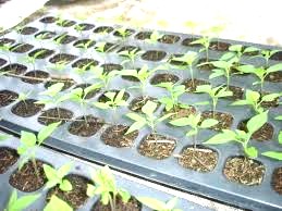 Engrais granulé 100% Bio BIODEPOSIT AGRO 10 kg – Hors sol