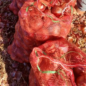 OIGNON Marocain 25 kg