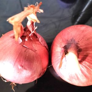 OIGNON Marocain 25 kg