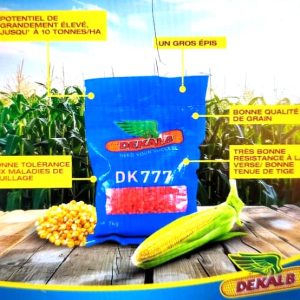 Semence de MAIS HYBRIDE DK777 1 kg
