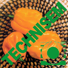 Semence de PIMENT BIG SUN 50 gr