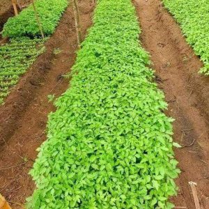 Engrais foliaire et racinaire 100% Bio BIODEPOSIT ELIXIR 12 ml – Pépinière de tomate