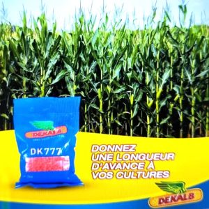 Semence de MAIS HYBRIDE DK777 1 kg