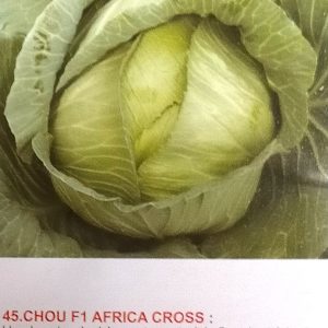 Semence hybride de CHOU F1 AFRICA CROSS 50 gr