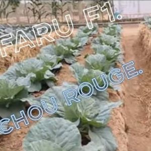 Semence hybride de CHOU ROUGE KIFARU F1