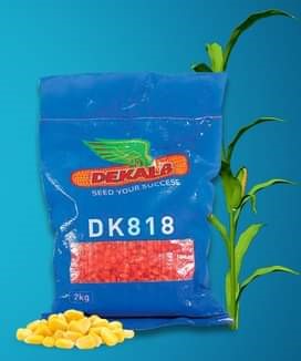 Semence hybride de maïs jaune DK818 CORNE/DENTE 2 kg