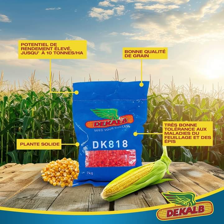 Semence hybride de maïs jaune DK818 CORNE/DENTE 2 kg