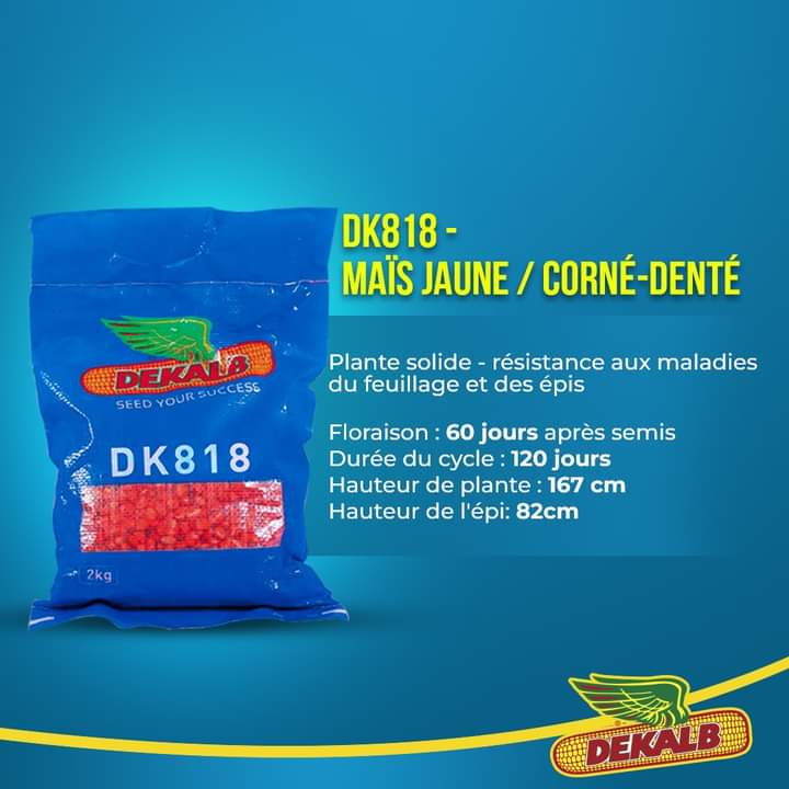Semence hybride de maïs jaune DK818 CORNE/DENTE 2 kg