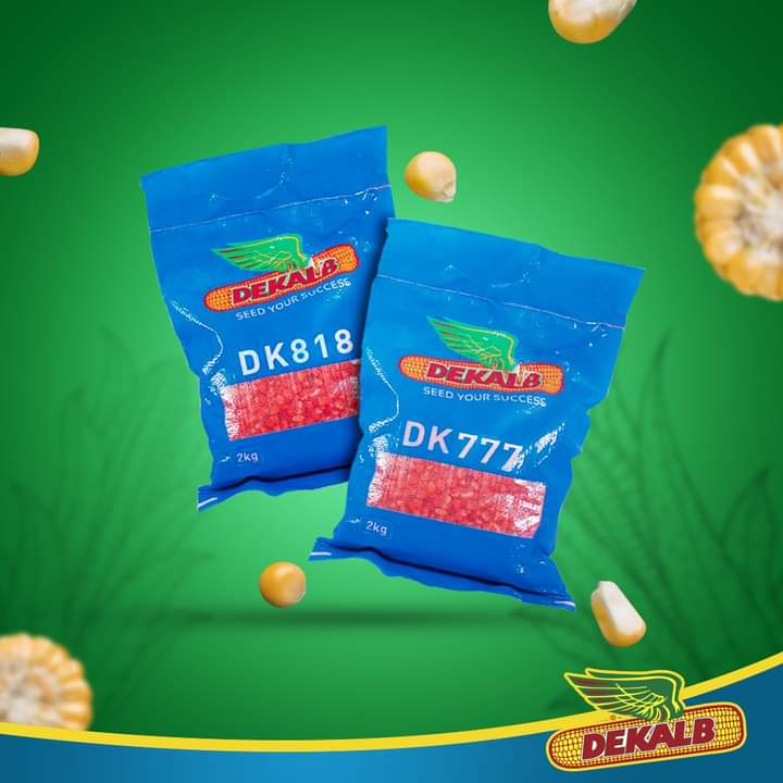 Semence hybride de maïs jaune DK818 CORNE/DENTE 2 kg