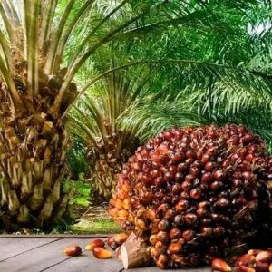 Engrais granulé 100% Bio BIODEPOSIT AGRO 10 kg – Palmier à huile