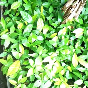 Engrais granulé 100% Bio BIODEPOSIT AGRO 10 kg – Pépinières des cultures