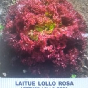 Semence de LAITUE LOLLO ROSA 5 gr