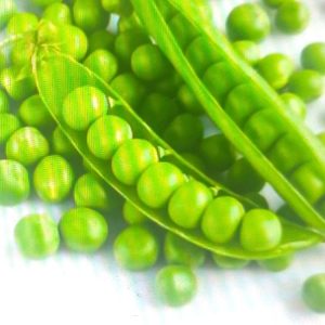 Semence de POIS ALDERMANN 5 gr
