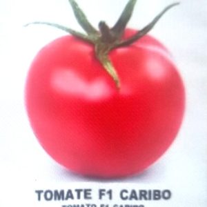 Semence hybride de TOMATE F1 CARIBO 5gr