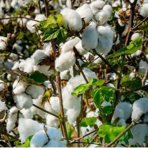 Insecticide liquide SOUNDIATA 186 EC 1 litre – Coton