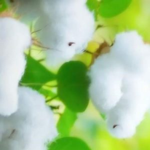 Insecticide liquide POLARIS 112 EC 250 ml – Coton