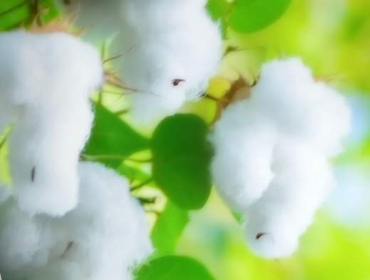 coton5