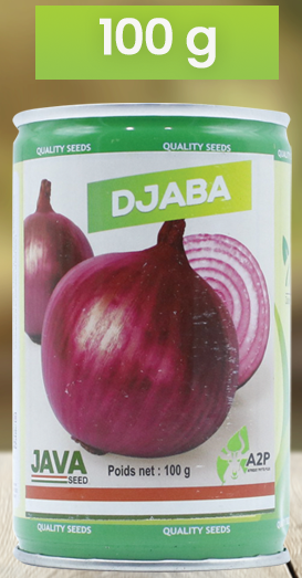 Semence d&rsquo;OIGNON DJABA 100 gr
