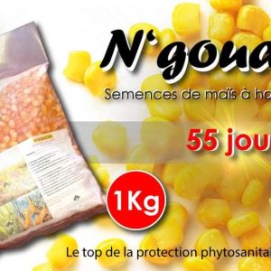 Semence de MAIS N&rsquo;GONACHIA 55 jours 1 kg
