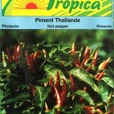 Semence de PIMENT THAILANDE 1 gr
