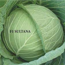 Semence hybride de CHOU F1 SULTANA 10 gr