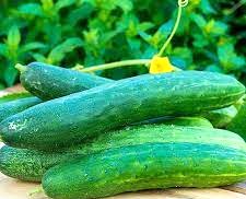 Semence hybride de CONCOMBRE HYBRIDE F1 SUN SWEET 5 gr