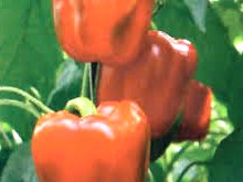 Semence hybride de PIMENT HYBRIDE SUPER AVENIR 100 graines