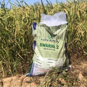 Semence hybride de RIZ SWARMA 2 F1 5 kg