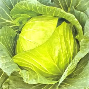 Semence de CHOU MARCHE COPENHAGUE