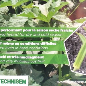 Semence hybride de GOMBO F1 BALTO Technisem