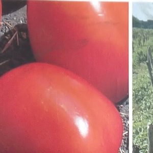 Semence de TOMATE PETOMECH+ 5 gr Technisem