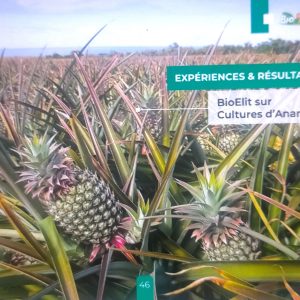 Régulateur de croissance liquide 100% Bio BIOELIT 1 litre – Ananas