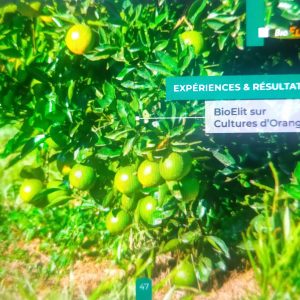 Insecticide liquide 100% Bio BIOELIT 1 litre – Oranger