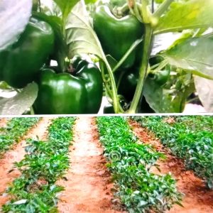 Semence hybride de POIVRON SIMBAD F1 50 gr