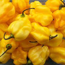 Semence de PIMENT JAUNE FORT 5 gr