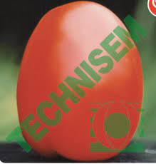 Semence de TOMATE RIO GRANDE 10 gr Technisem