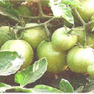 Engrais foliaire Bio-organique BIODEPOSIT EXILIR 12 ml – Tomate