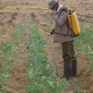 Engrais foliaire Bio-organique BIODEPOSIT EXILIR 12 ml – Tabac